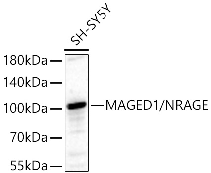 MAGED1 Antibody in Western Blot (WB)