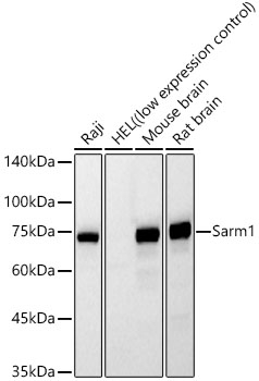 SARM Antibody in Western Blot (WB)