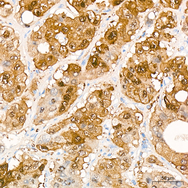 BHMT Antibody in Immunohistochemistry (Paraffin) (IHC (P))
