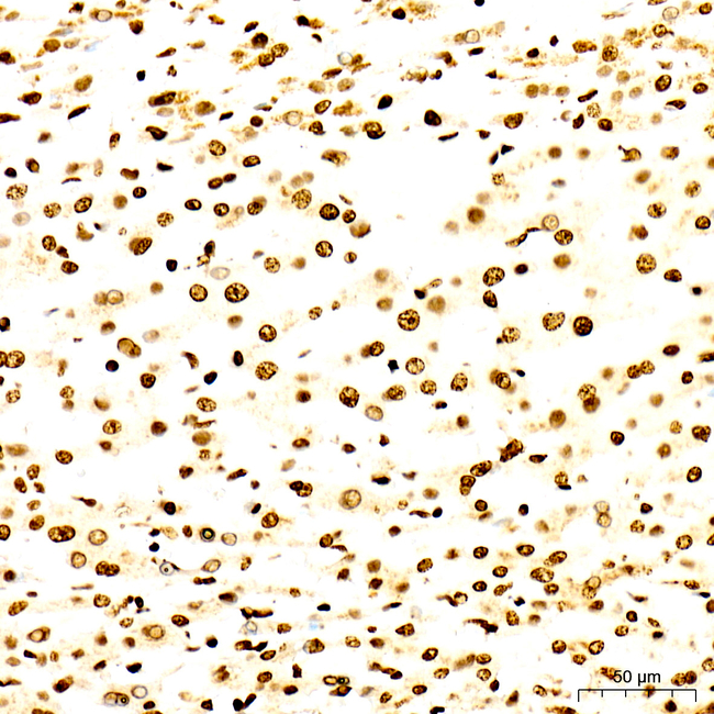 RBMX Antibody in Immunohistochemistry (Paraffin) (IHC (P))