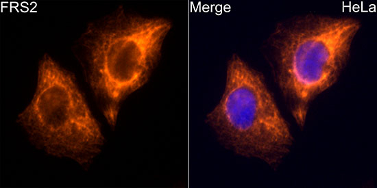 FRS2 Antibody in Immunocytochemistry (ICC/IF)