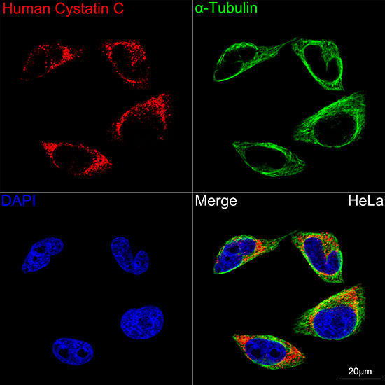 Cystatin C Antibody in Immunocytochemistry (ICC/IF)