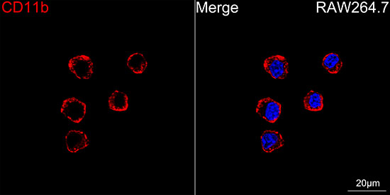 CD11b Antibody in Immunocytochemistry (ICC/IF)