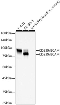 BCAM Antibody in Western Blot (WB)