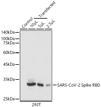 SARS CoV-2 Spike Protein RBD Antibody in Western Blot (WB)