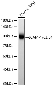 ICAM-1 Antibody in Western Blot (WB)