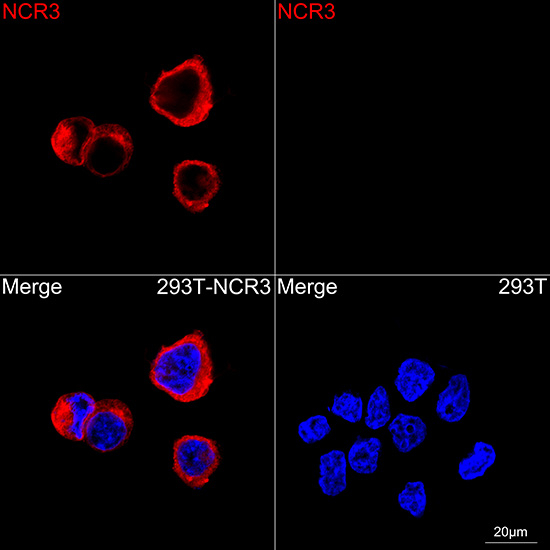 NKp30 Antibody in Immunocytochemistry (ICC/IF)