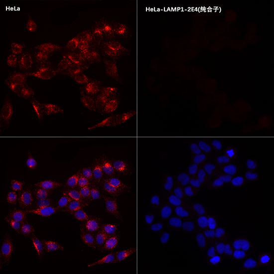 LAMP1 Antibody in Immunocytochemistry (ICC/IF)