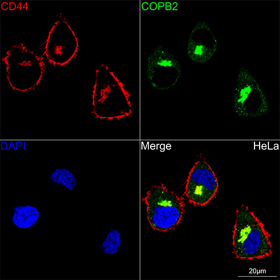 CD44 Antibody in Immunocytochemistry (ICC/IF)