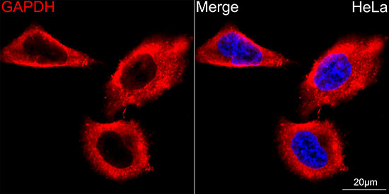 GAPDH Antibody in Immunocytochemistry (ICC/IF)