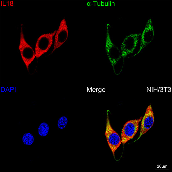 IL-18 Antibody in Immunocytochemistry (ICC/IF)