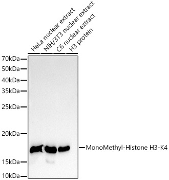 H3K79me1 Antibody in Western Blot (WB)