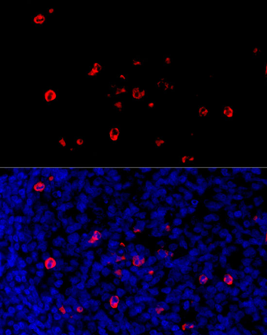 Human IgG4 (S228P) Fc VHH Antibody in Immunohistochemistry (Paraffin) (IHC (P))