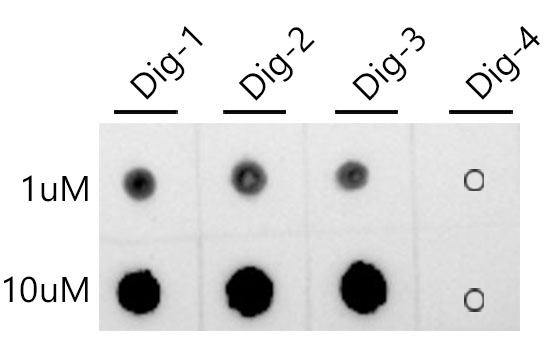 Digoxin Antibody in Dot Blot (DB)