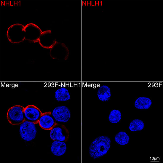 HEN1 Antibody in Immunocytochemistry (ICC/IF)