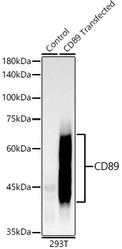 CD89 Antibody in Western Blot (WB)
