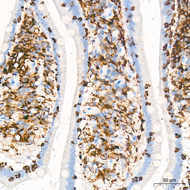 ABI3 Antibody in Immunohistochemistry (Paraffin) (IHC (P))