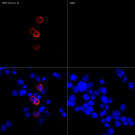 Orexin B Antibody in Immunocytochemistry (ICC/IF)