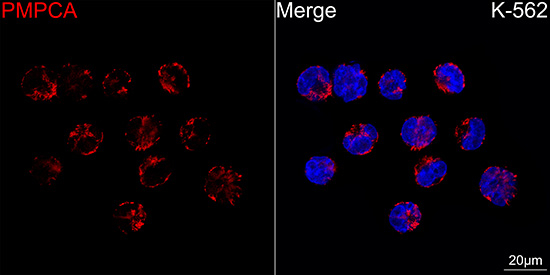 PMPCA Antibody in Immunocytochemistry (ICC/IF)