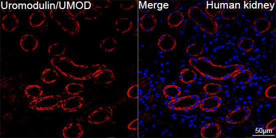 Uromodulin Antibody in Immunohistochemistry (Paraffin) (IHC (P))
