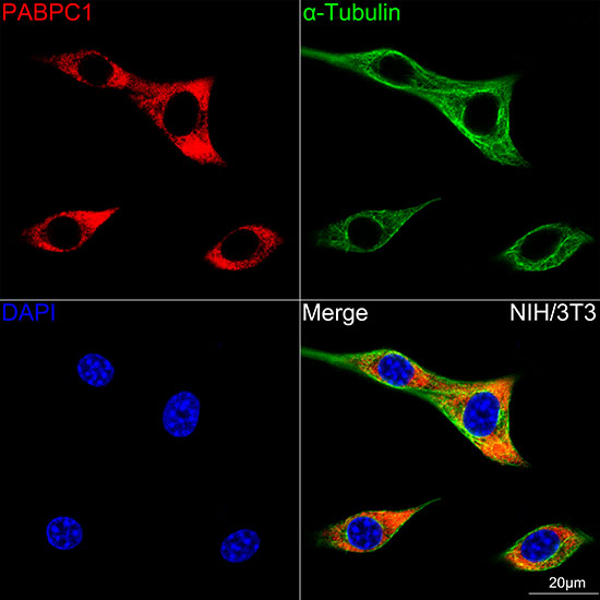 PABPC1 Antibody in Immunocytochemistry (ICC/IF)