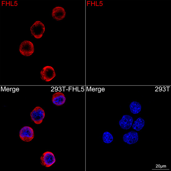 FHL5 Antibody in Immunocytochemistry (ICC/IF)