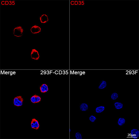CD35 Antibody in Immunocytochemistry (ICC/IF)