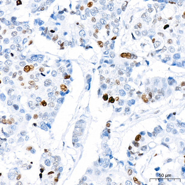 H4K20me1 Antibody in Immunohistochemistry (Paraffin) (IHC (P))