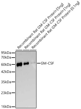 CSF2 Antibody in Western Blot (WB)