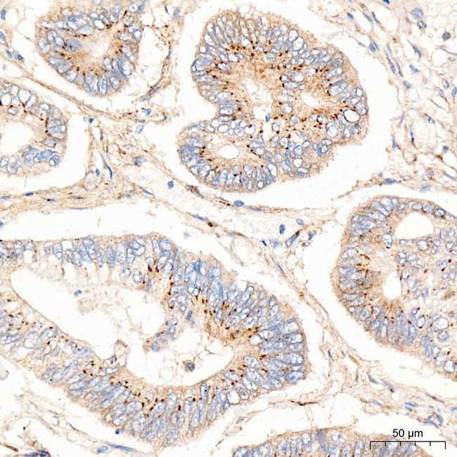 GOLGA4 Antibody in Immunohistochemistry (Paraffin) (IHC (P))