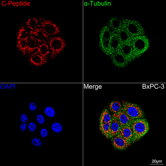 C-Peptide Antibody in Immunocytochemistry (ICC/IF)