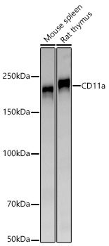 CD11a Antibody in Western Blot (WB)
