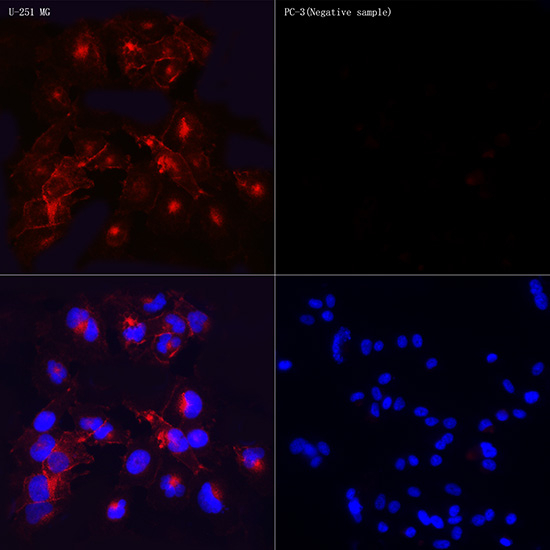 PD-L1 Antibody in Immunocytochemistry (ICC/IF)