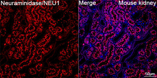 NEU1 Antibody in Immunohistochemistry (Paraffin) (IHC (P))