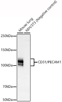 CD31 Antibody in Western Blot (WB)