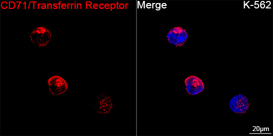 CD71 Antibody in Immunocytochemistry (ICC/IF)