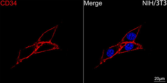 CD34 Antibody in Immunocytochemistry (ICC/IF)