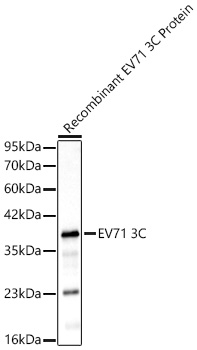 Enterovirus 71 3C Antibody in Western Blot (WB)