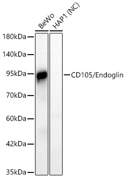 CD105 Antibody in Western Blot (WB)