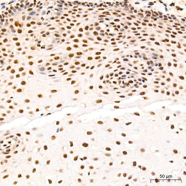 NFYA Antibody in Immunohistochemistry (Paraffin) (IHC (P))