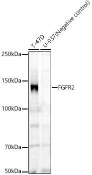 FGFR2 Antibody in Western Blot (WB)