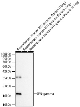 IFN gamma Antibody in Western Blot (WB)