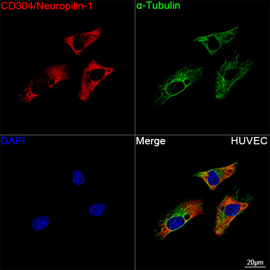 Neuropilin-1 Antibody in Immunocytochemistry (ICC/IF)