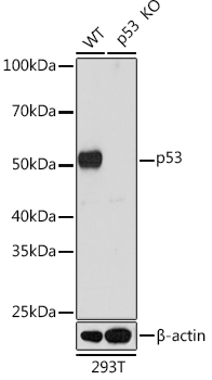 p53 Antibody in Western Blot (WB)
