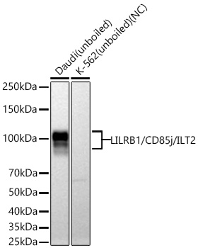 CD85j (ILT2) Antibody in Western Blot (WB)