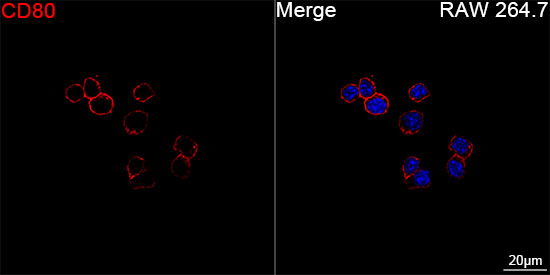 CD80 Antibody in Immunocytochemistry (ICC/IF)
