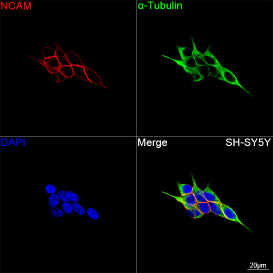 CD56 Antibody in Immunocytochemistry (ICC/IF)