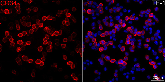 CD34 Antibody in Immunocytochemistry (ICC/IF)