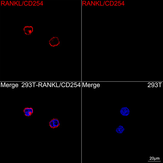 CD254 (RANK Ligand) Antibody in Immunocytochemistry (ICC/IF)