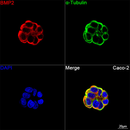 BMP-2 Antibody in Immunocytochemistry (ICC/IF)